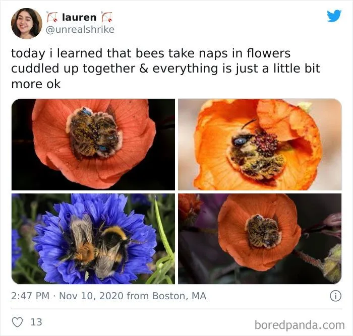 bee meme