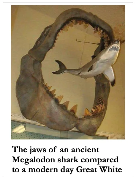 shark meme