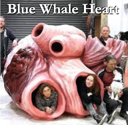 blue whale meme