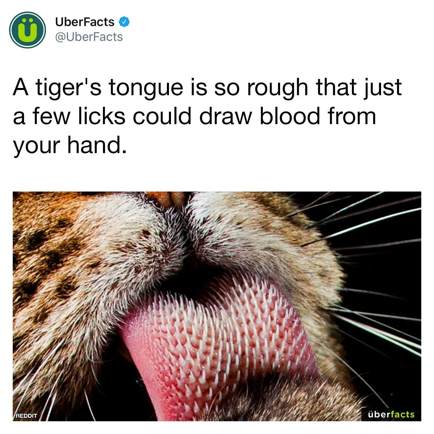 tiger meme
