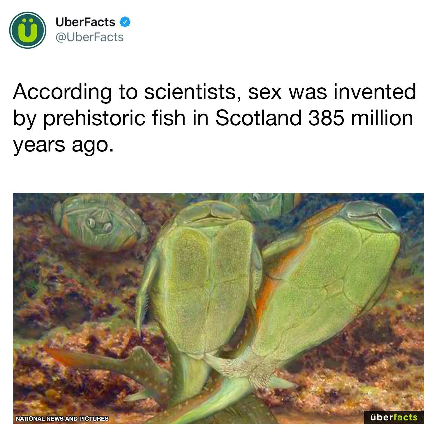 fish meme