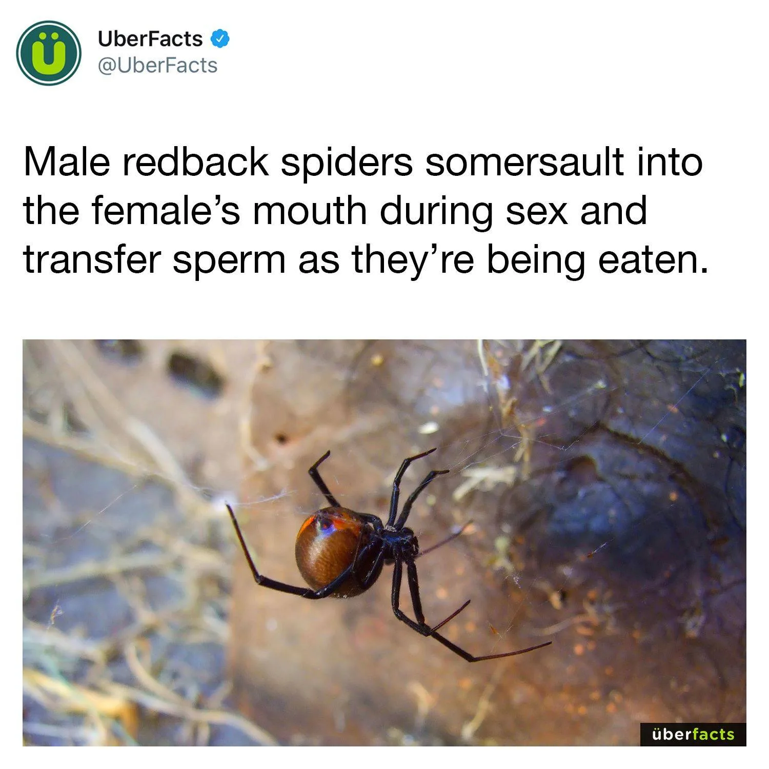 mating meme