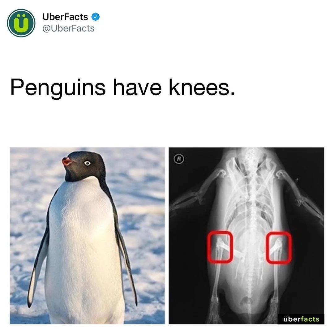 knee meme