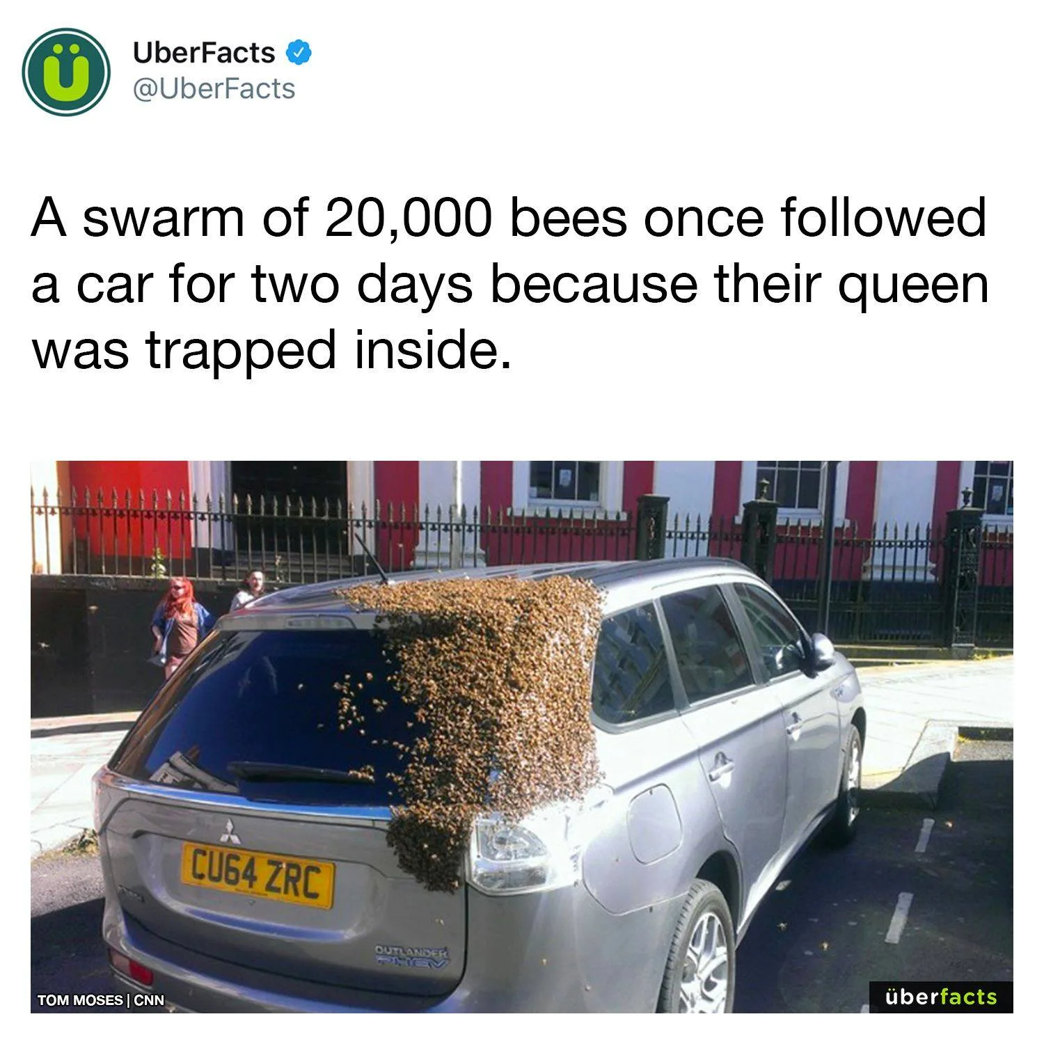 bee meme