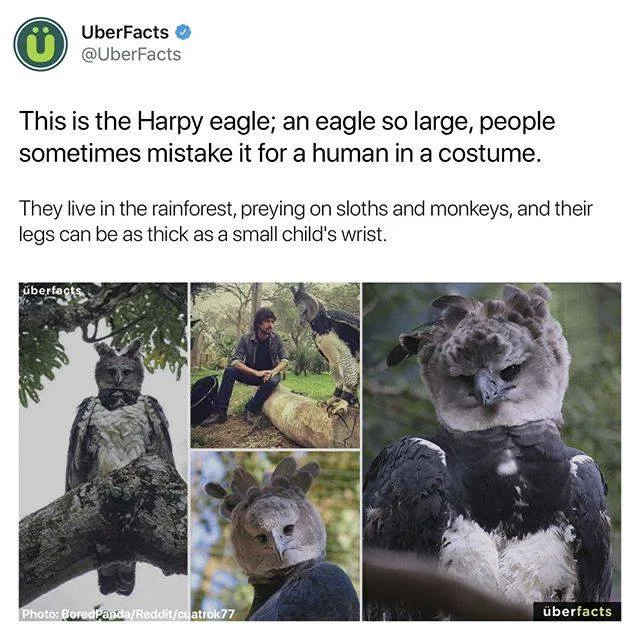 eagle meme