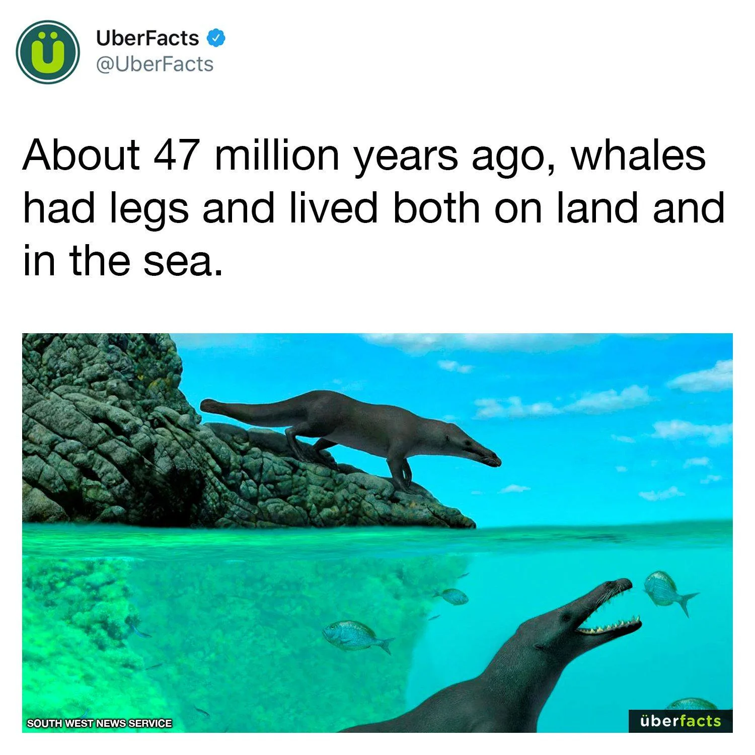 whale meme