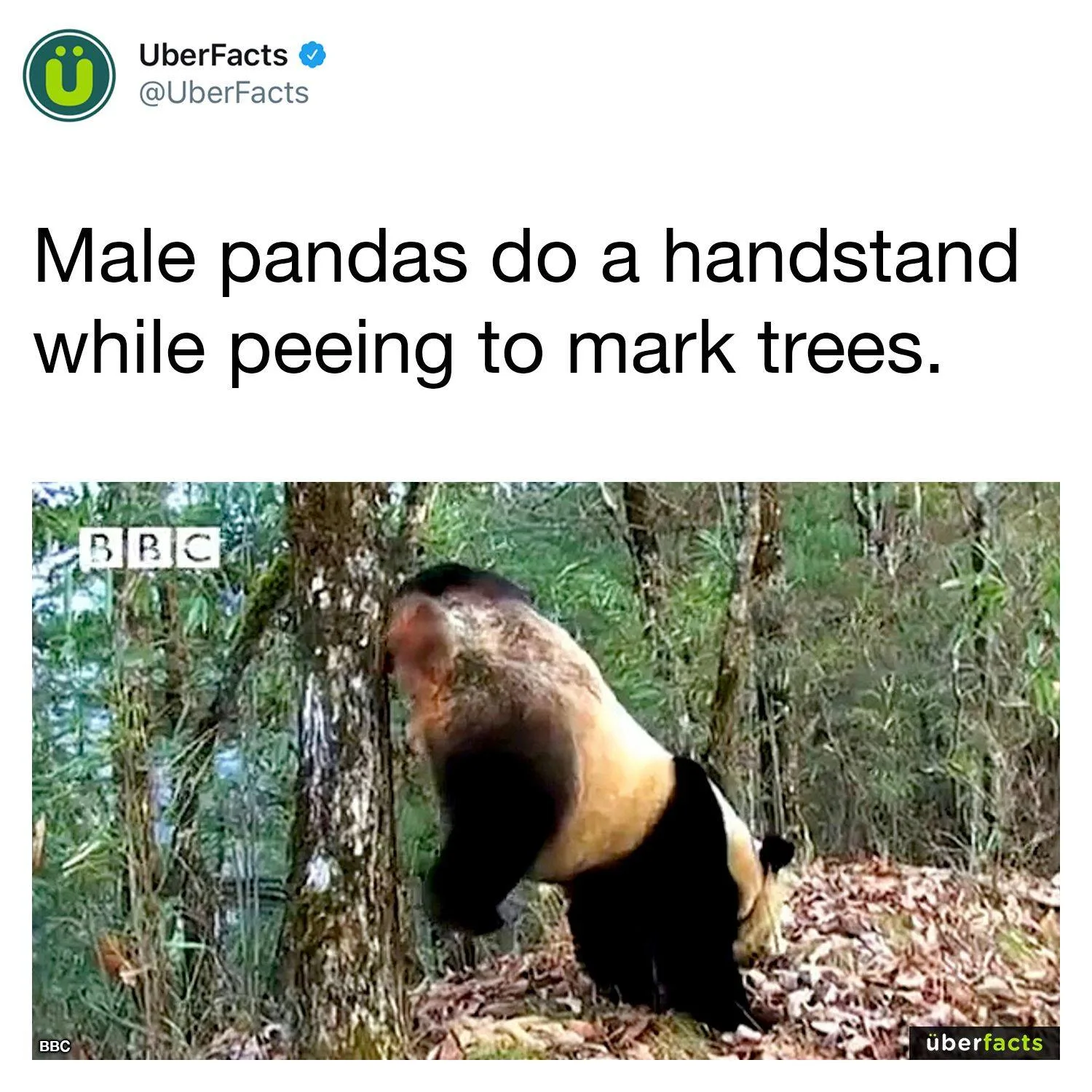 peeing meme