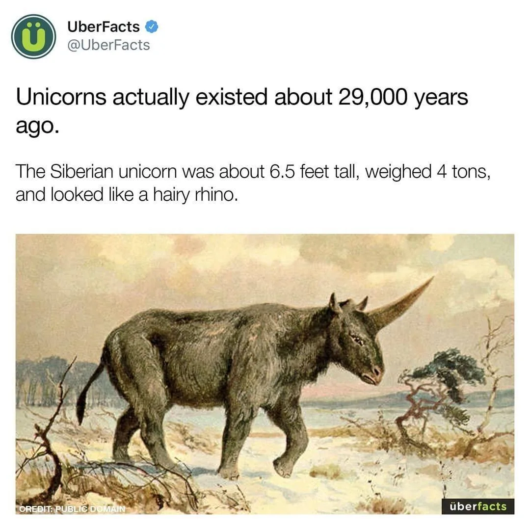 unicorn meme