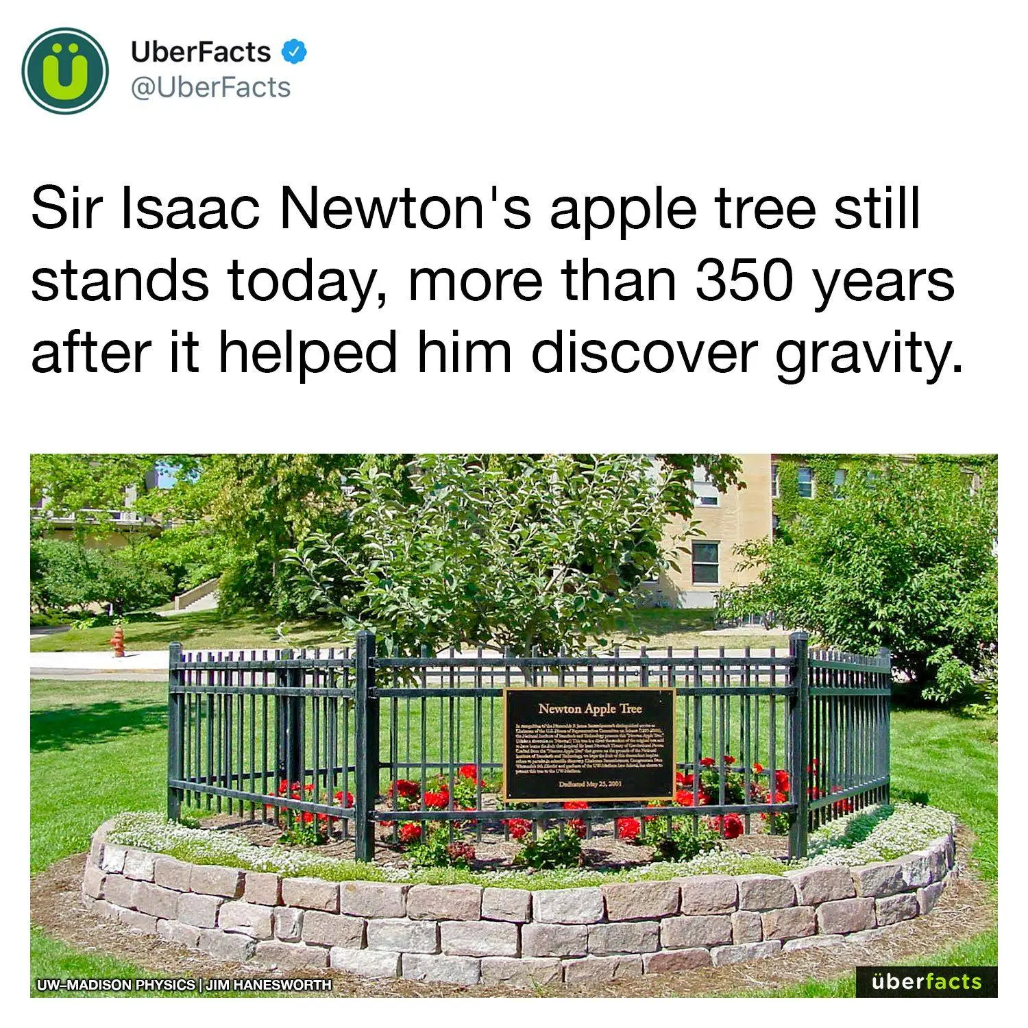 apple meme