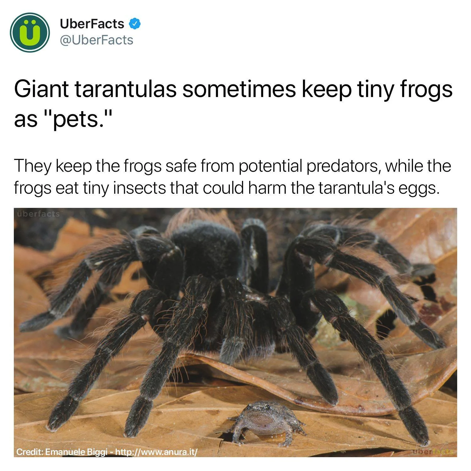 frog meme