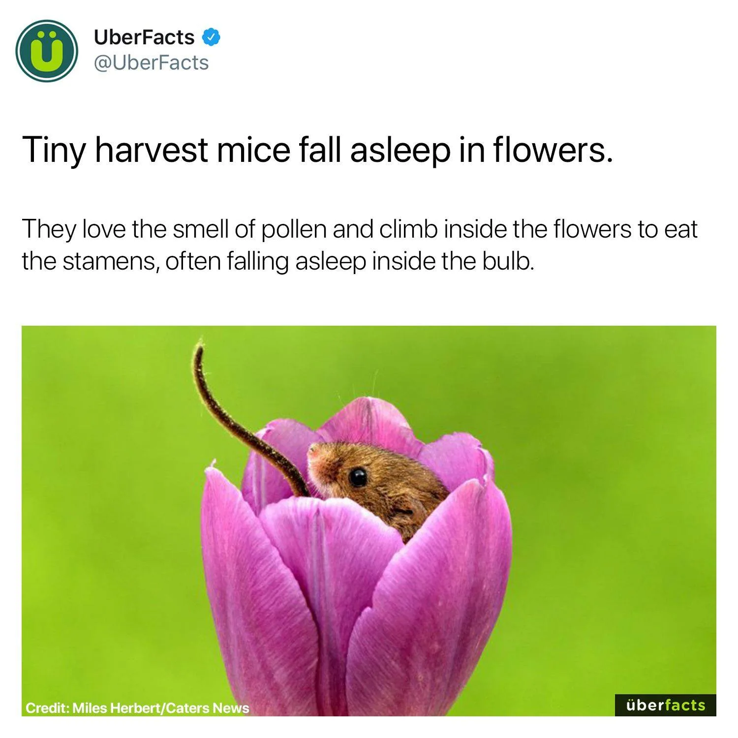 mouse meme