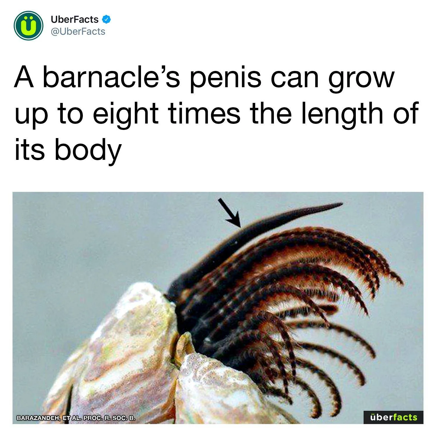 penis meme
