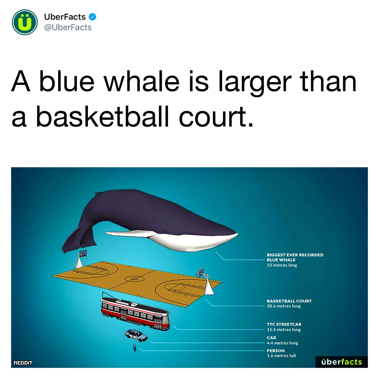 size meme