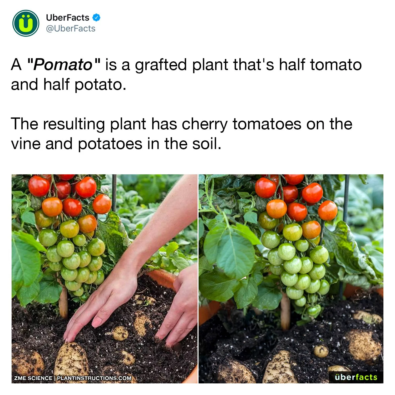 genetic engineering meme