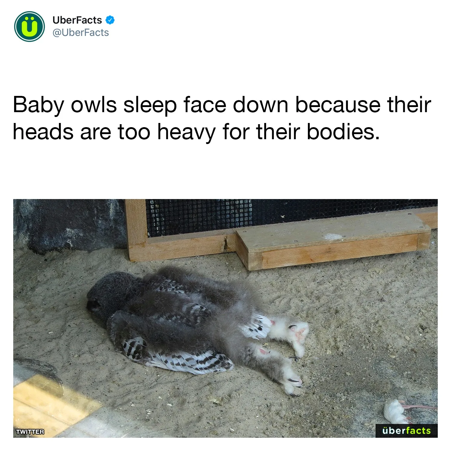 owl meme
