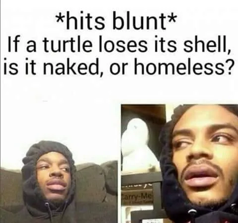 turtle meme