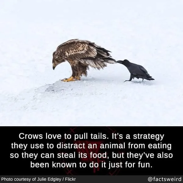 crow meme