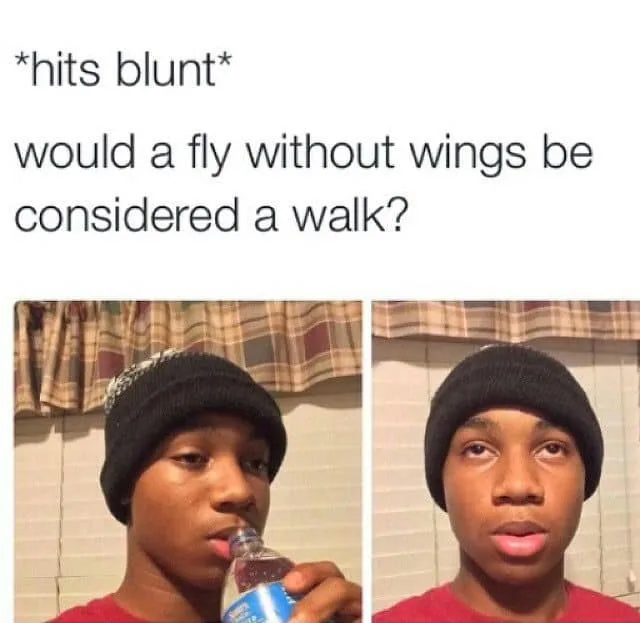 fly meme
