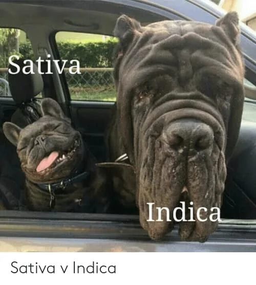 Indica meme