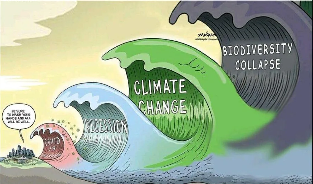 deforestation meme