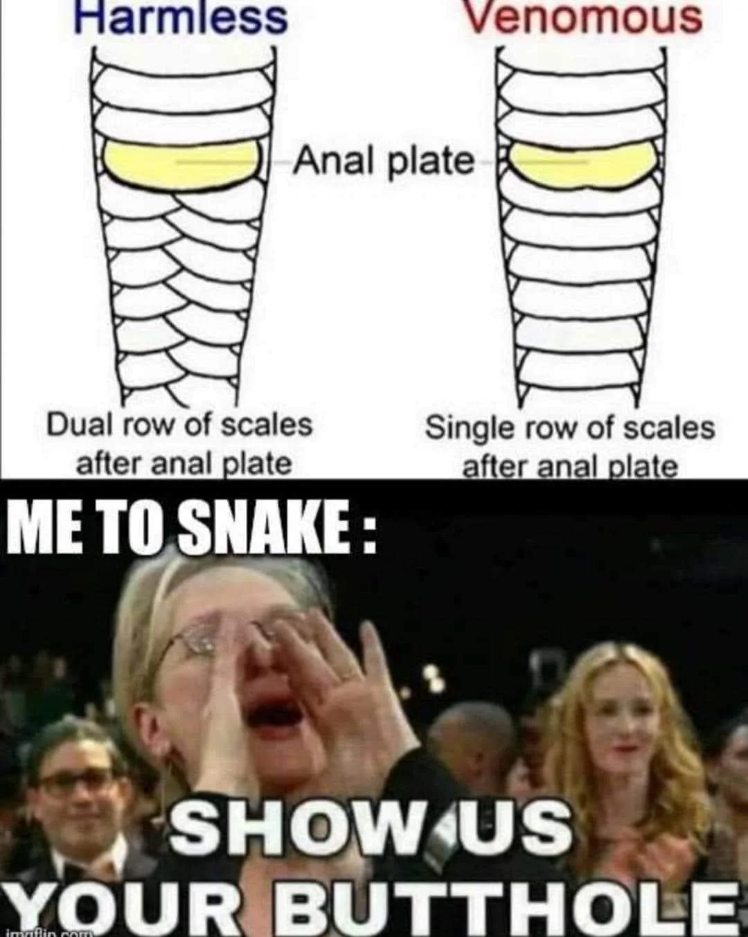 snake meme