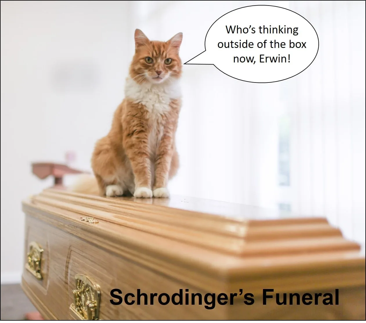 Schroedinger's cat meme