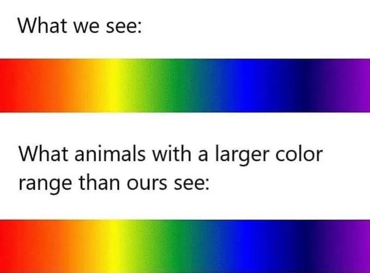 color meme