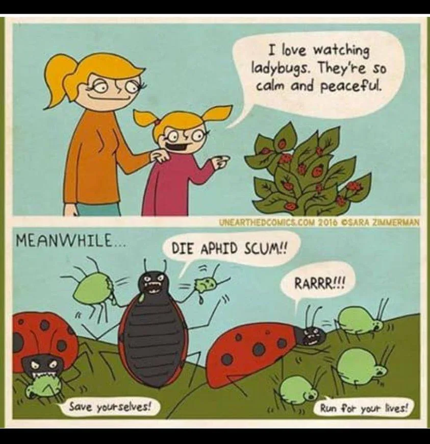 ladybug meme