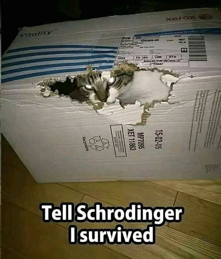 Schroedinger's cat meme