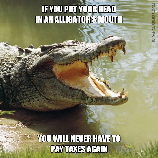 alligator meme