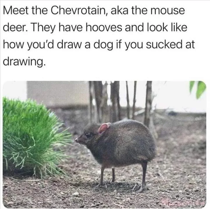 mouse meme