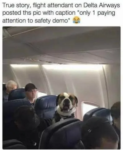 paying attention meme