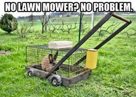 lawn meme