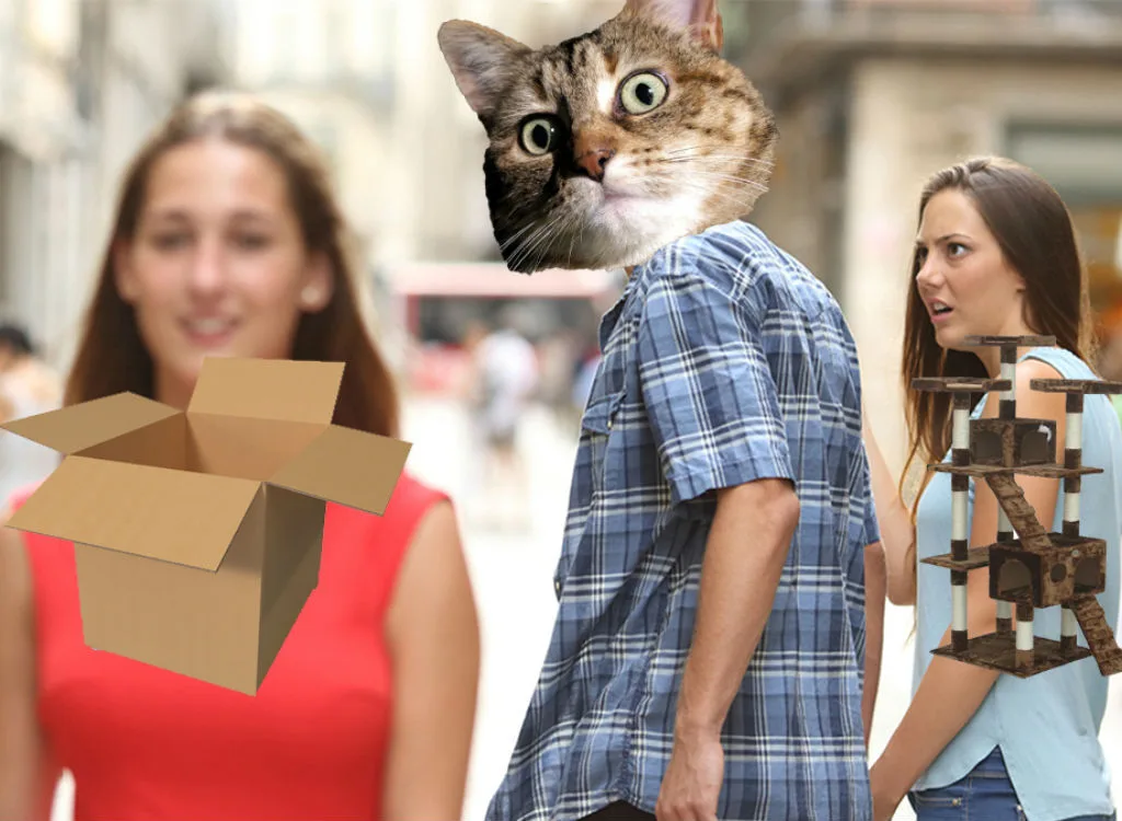 Cardboard meme