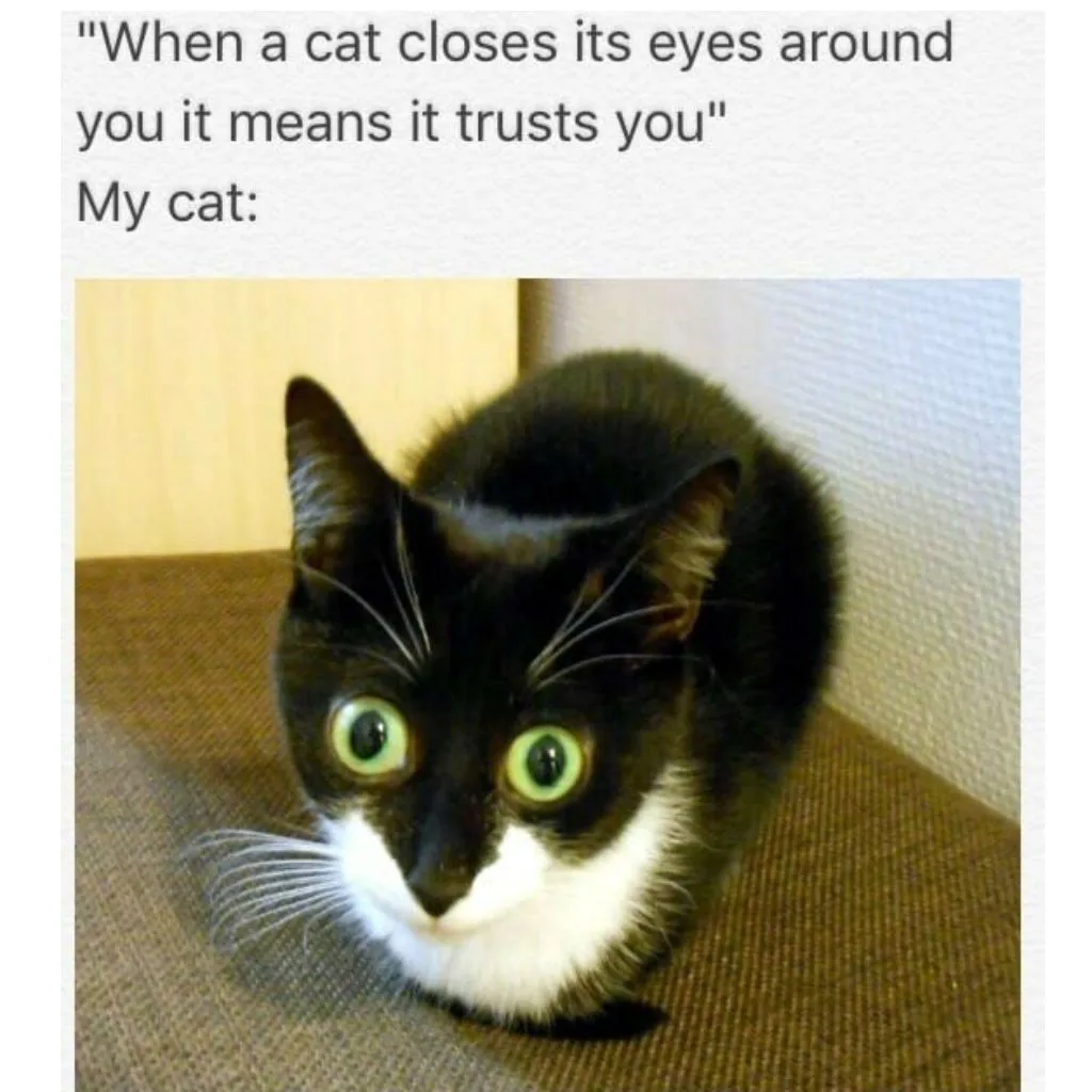 trust meme