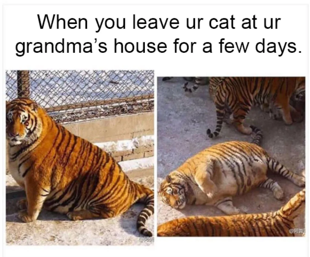 grandparent meme