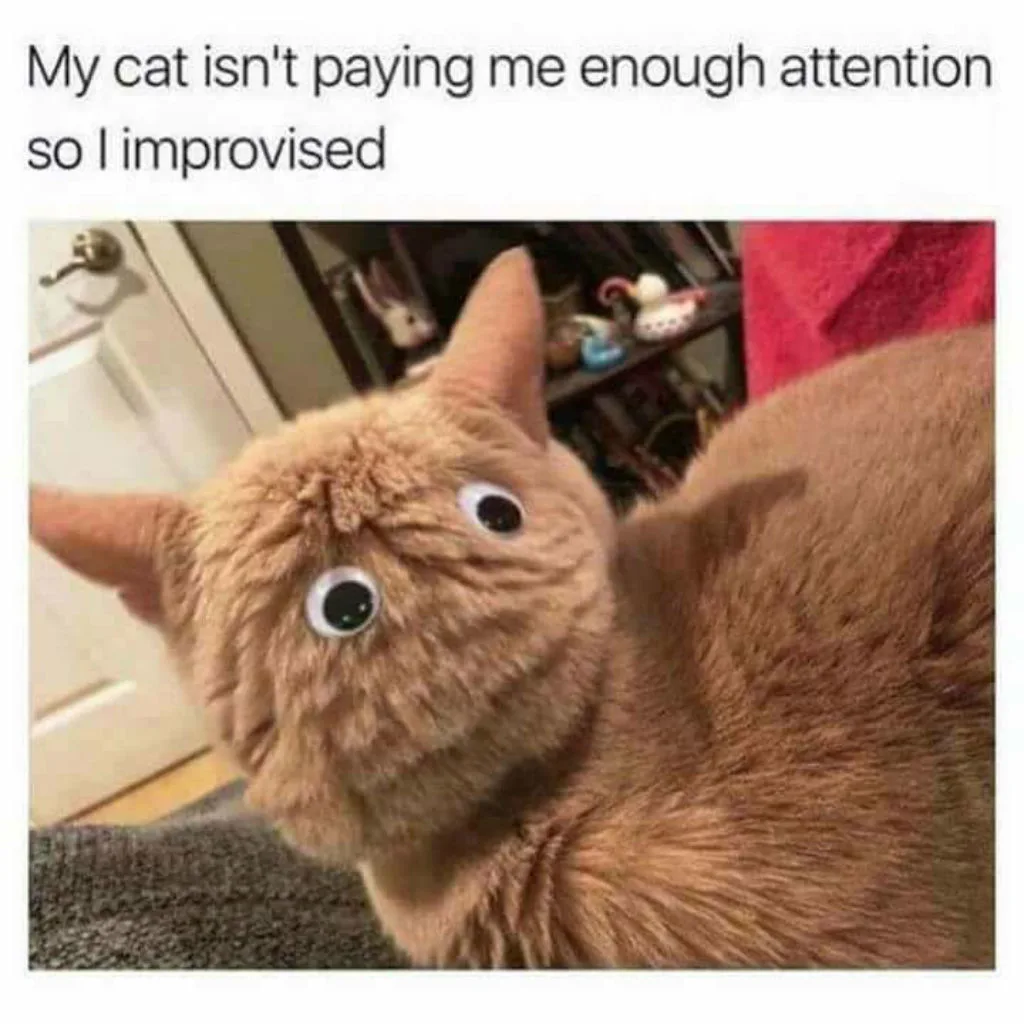 cat owner meme