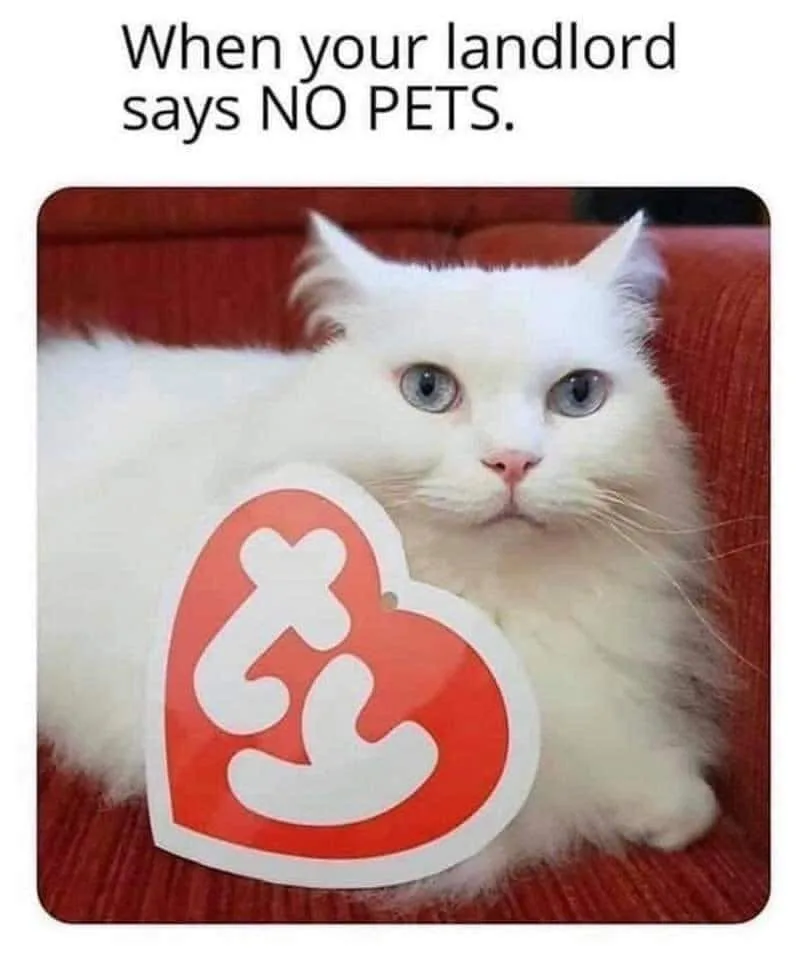 pet owner meme