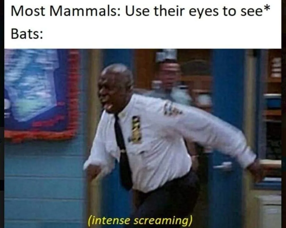 bat meme
