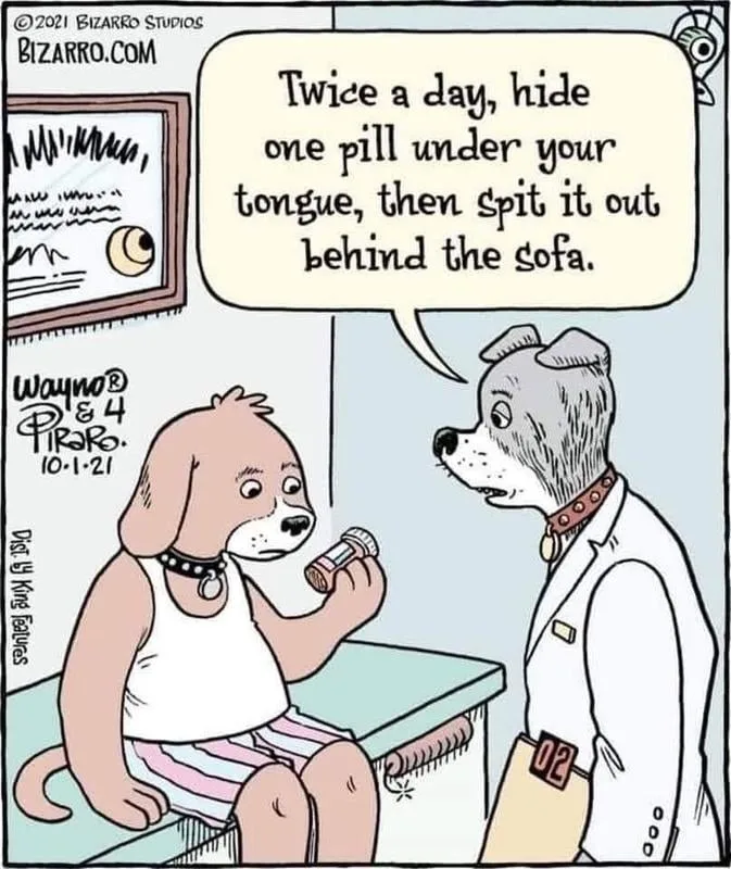 dog owner meme