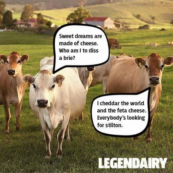 cow meme