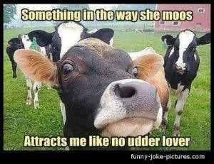cow meme