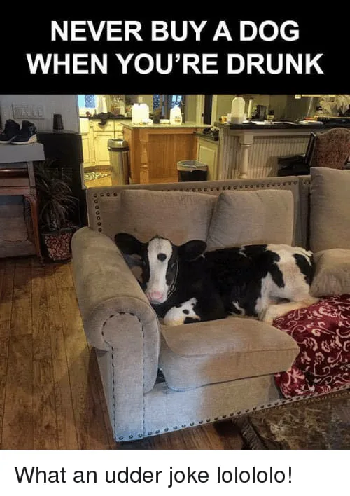 dog owner meme