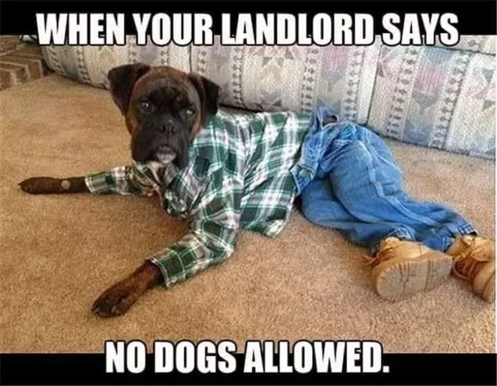 dog owner meme