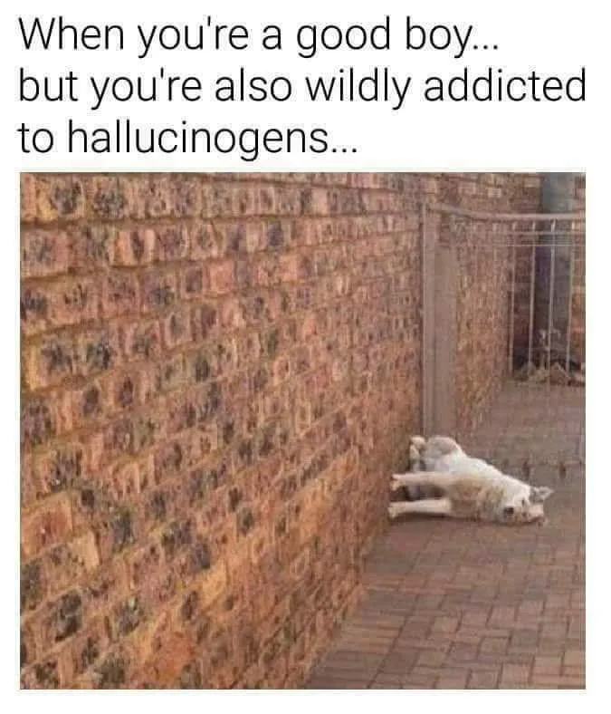 hallucinogenics meme