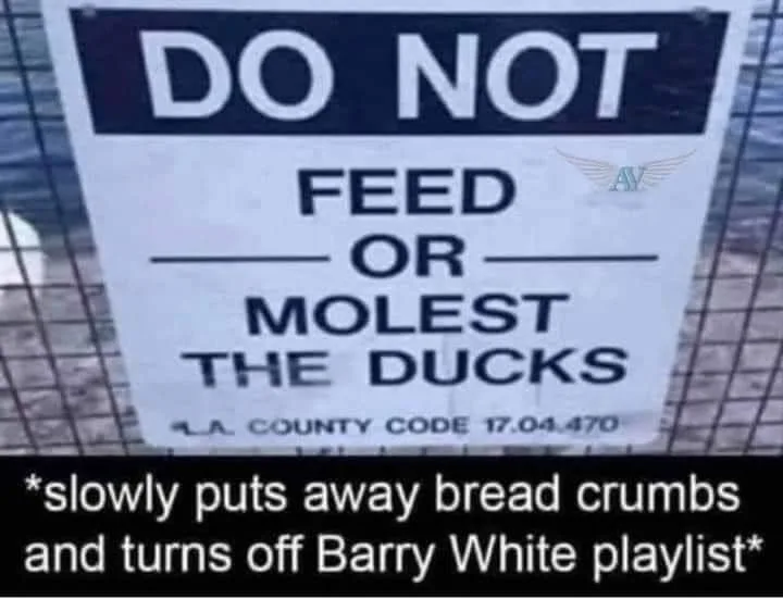 duck meme