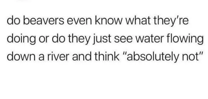 beaver meme