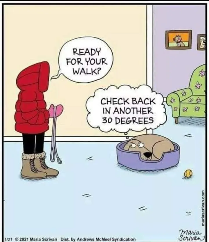 walking the dog meme