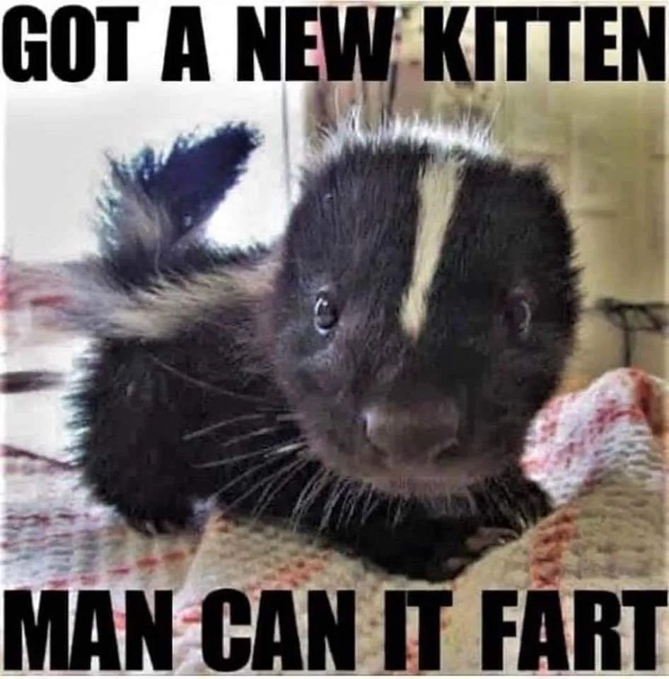 kitten meme