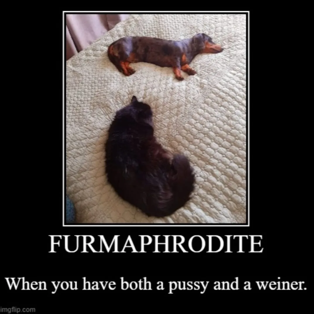 hermaphrodite meme